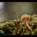 1/366: Curious Mushroom