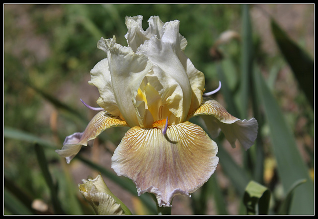 Iris space sépales gris - Laporte  (4)