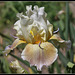 Iris space sépales gris - Laporte  (4)