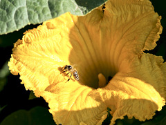 Kürbisblüte mit Biene
