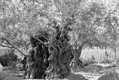 Ölbaum, Gethsemane