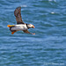 Puffin in flight over the sea