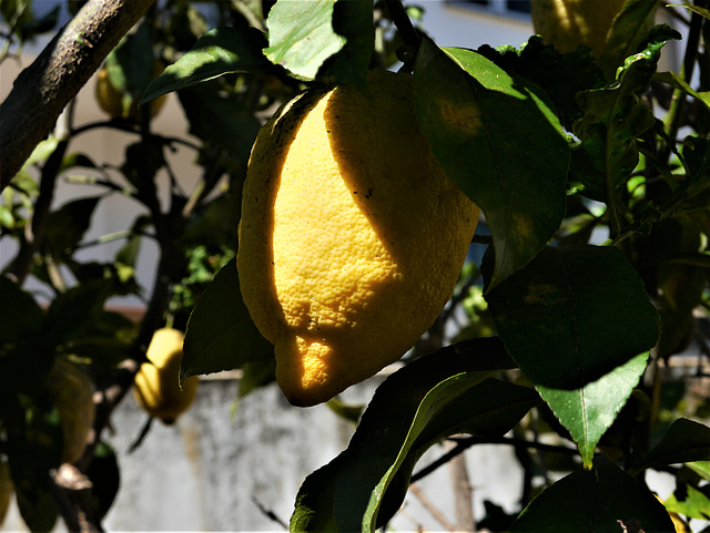 Last Lemon