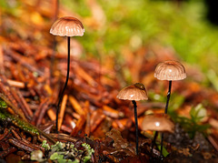 Die kleinen Pilze am Waldboden :))  The little mushrooms on the forest floor :))  Les petits champignons sur le sol de la forêt :))