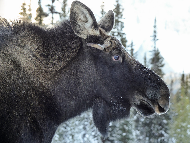 Young bull Moose