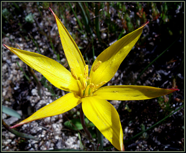 Wild tulip, Sierra de La Cabrera, Madrid