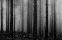 Ein nebliger Morgen im Fichtenwald - A foggy morning in the spruce forest