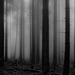 Ein nebliger Morgen im Fichtenwald - A foggy morning in the spruce forest