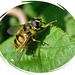 Wasp ? ...Bee ? or Hornet ?....It's a Hoverfly !!!