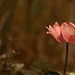flower - pink 2