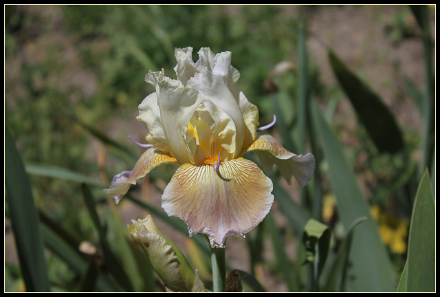 Iris space sépales gris - Laporte  (5)