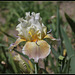 Iris space sépales gris - Laporte  (5)