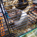 oad(g&h) - new lady hamster [11 of 14]