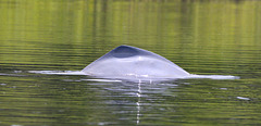 EF7A7169 River Dolphin