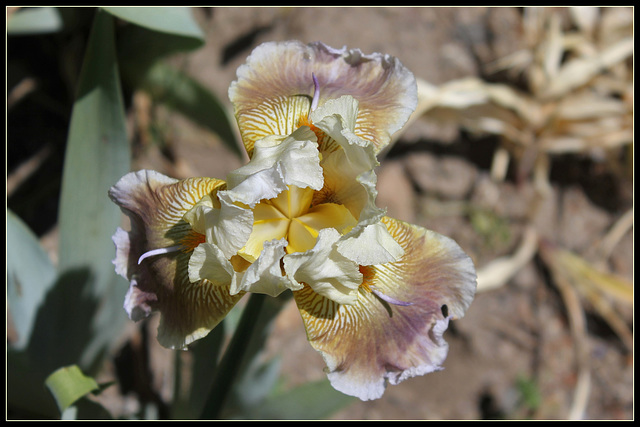 Iris space sépales gris - Laporte  (6)