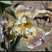 Iris space sépales gris - Laporte  (6)