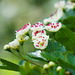 Weißdornblüten ganz nah - Hawthorn flowers very close