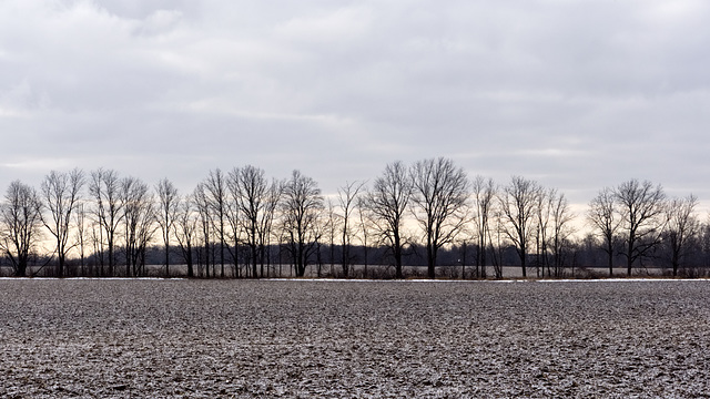 Field and Trees