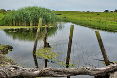 A pond, some reeds and a fence