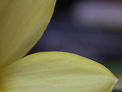 flower - yellow