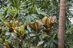 Ruffle Palm – Brooklyn Botanic Garden, New York, New York