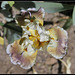 Iris space sépales gris - Laporte  (7)