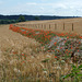 A Trench ~ A Fence ~ Millions of Poppies
