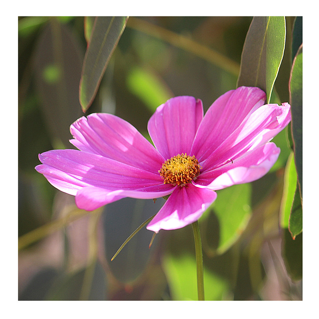 Pink Cosmos in our garden