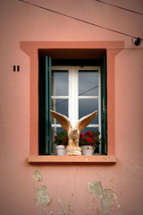 an eagle at the window