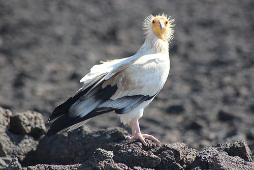 Egyptian Vulture