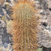 Bolivia, Isla del Pescado (Fish Island), Young Cactus (less than 100 years old)