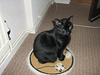 Cat sat on the mat!