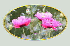 Pink poppies in oval frame