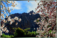 Gran Canaria.  Mandelblüten. ©UdoSm