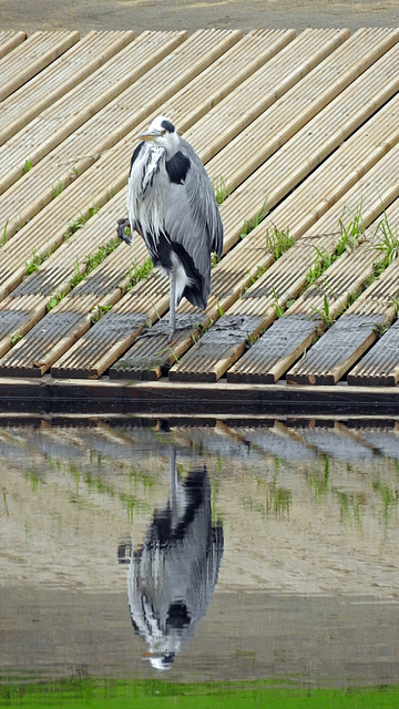 Heron one legged reflection