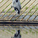 Heron one legged reflection