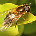 IMG 1472Hoverfly