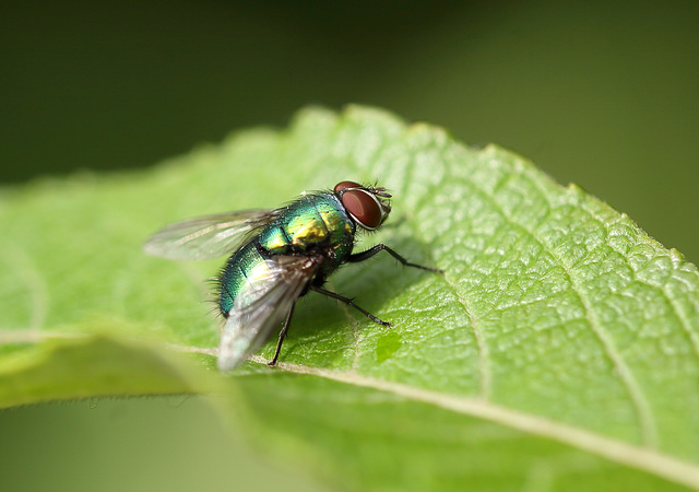 Green Bottle Fly (Lucilia sericata)
