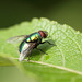 Green Bottle Fly (Lucilia sericata)