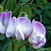 The wild sweetpea is gorgeous too
