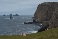 The Stags of Broadhaven and Benween Head