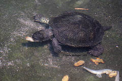Schildkrötenfrühstück (Wilhelma)