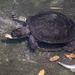 Schildkrötenfrühstück (Wilhelma)