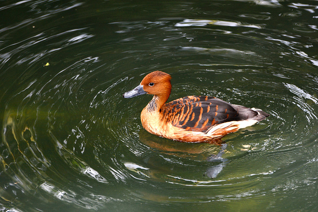 Guatemala, The Duck