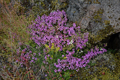 Iceland, Modest Northern Flowers of Lilac Colors