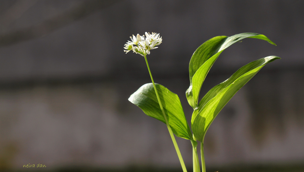 Allium ursinum (4)