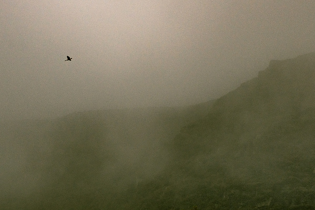 Kestrel hovering at cloud level