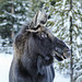 A young male Moose