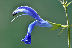 Salvia Patens
