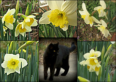 Guardian of  the Lady Daffs ..